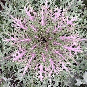 Ornamental Kale