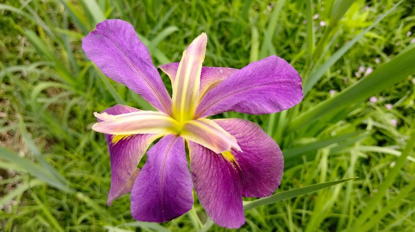 Purple Louisiana Iris