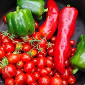 Giant Marconi, Bell Pepper and Hiiros tomatoes