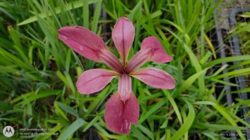 Pink Lousiana Iris