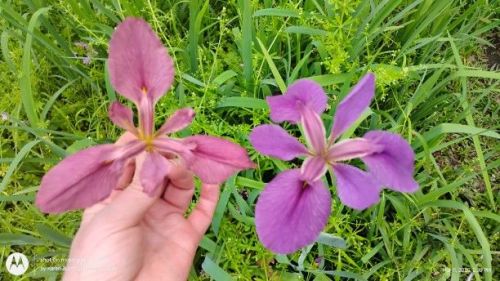 Pink and light purple Lousiana Iris