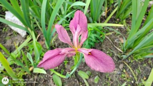 Pink Louisiana Iris
