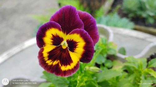 Purple and yellow Swiss Giant pansy
