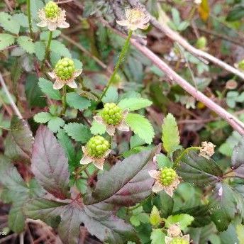 Green wild Blackberries