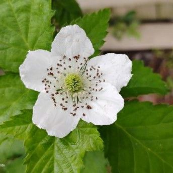 Thornless Blackberry Bloom