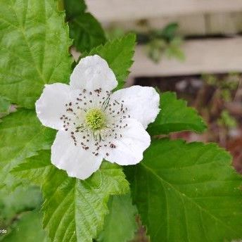 Thornless Blackberry bloom