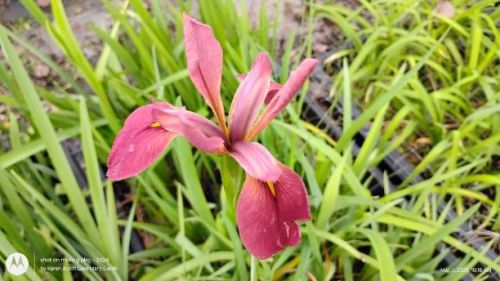 Pink Louisiana Iris- very first to bloom in Spring