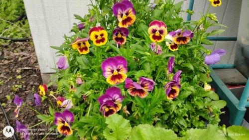 Swiss Giant Pansy