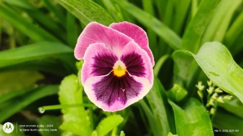 Pink and Burgundy Pansy