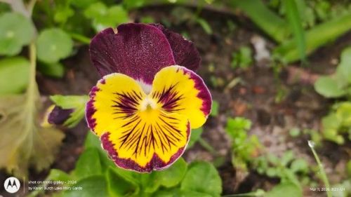 Burgundy and yellow pansy