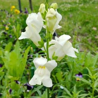 The first Snapdragon white from First Lady Mix