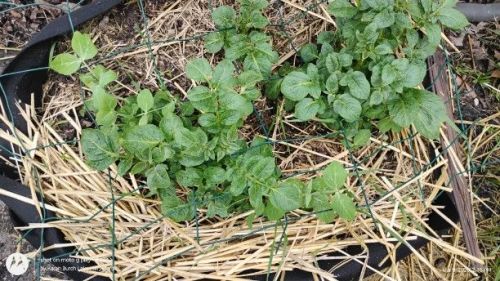Potatoes and sugar snap peas started in February- will need frost protection