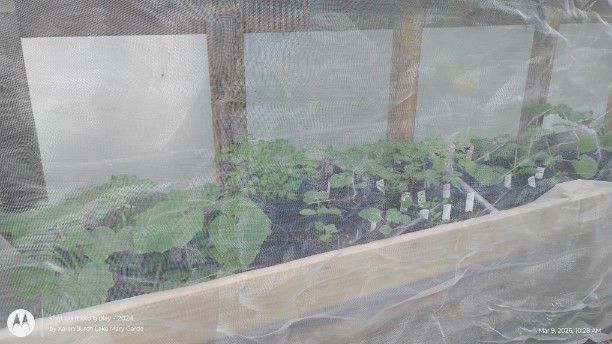 Veggeis growing under bug netting
