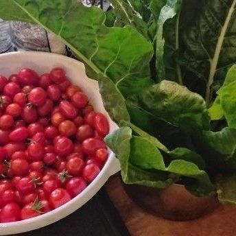 Harvest of Hiiros Tomatoes and Swiss Chard