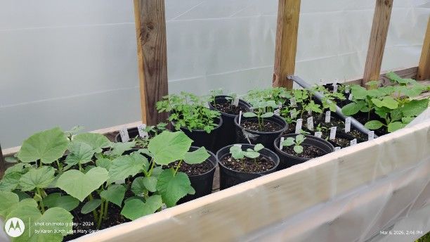 Summer garden vegetables planted February 15th