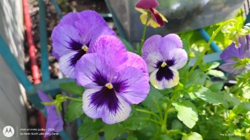 Lavender Swiss Giant Pansy