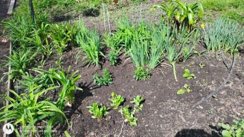 Planting in progress- Snapdragons, English daisies and Foxgloves