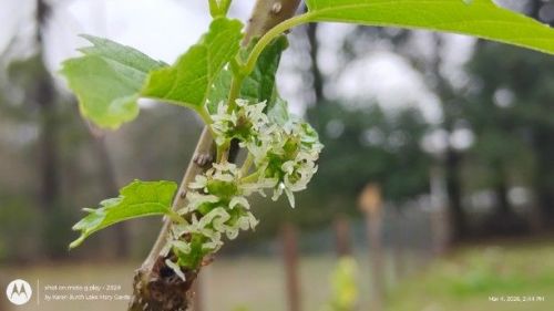 Mulberry blooms
