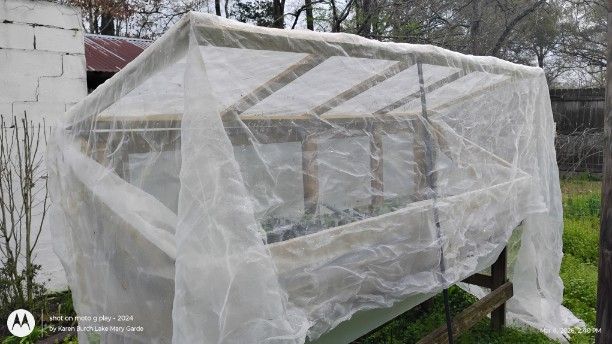 Protection from the vine borer