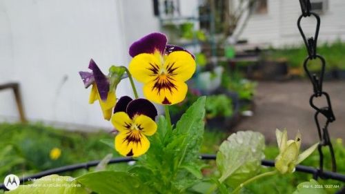 Yellow and purple pansy