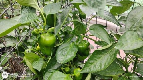 Bell Pepper on the plant