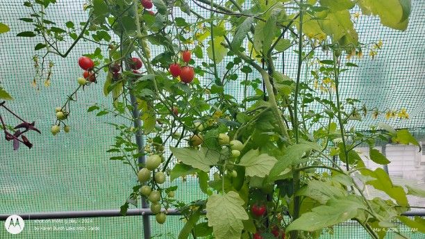 More tomatoes on the way