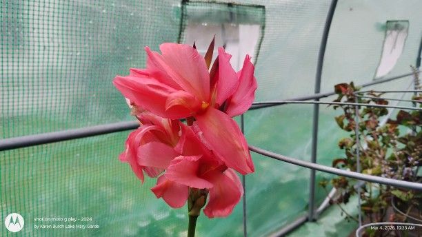 Coral Canna bloom