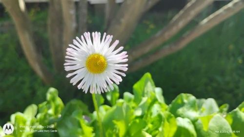 White English daisy