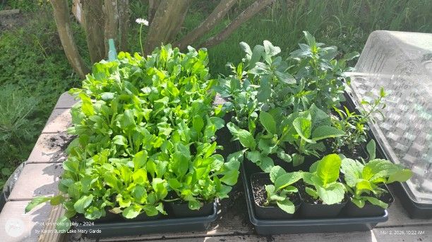 English Daisy, Foxglove and Snapdragon seedlings