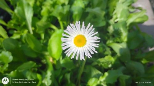 White English daisy