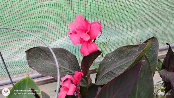Bright Pink Canna with dark leaves