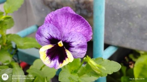 Lavender and yellow Swiss Giant Pansy