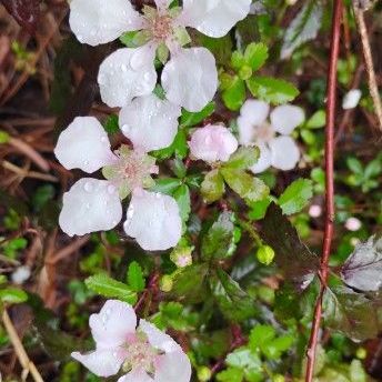 Wild Blackberry Blooms