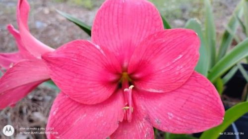 Pink Amaryllis seedling a little worse for wear because of the storm
