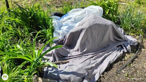 Protecting young plants from frost