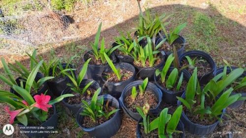 Amaryllis seedlings
