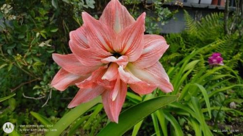 Amaryllis purchased as Dancing Queen