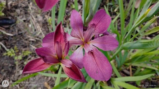 Louisiana Iris seedling Pink