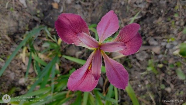 Louisiana Iris seedling Pink