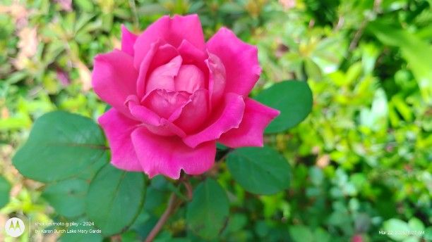Rose Pink Double Knock Out