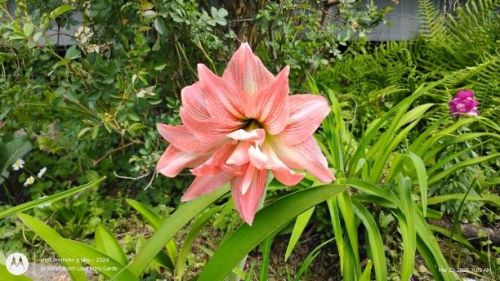Amaryllis Purchased as Dancing Queen