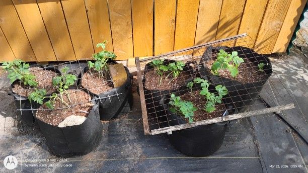 Newly planted watermelon started on Feb 15th