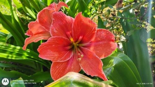 Amaryllis seedling Minerva x Apple Blossom