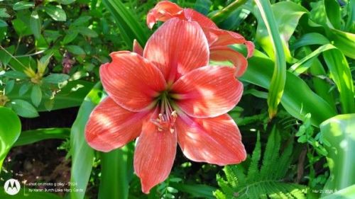 Amaryllis seedling Minerva x Apple Blossom