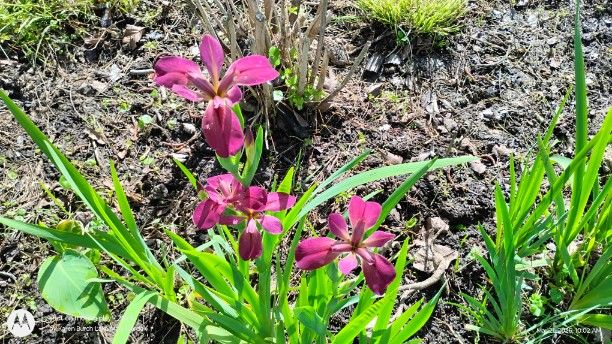 Louisiana Iris seedlings Pink