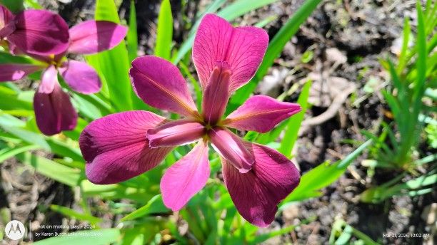Louisiana Iris seedling Pink