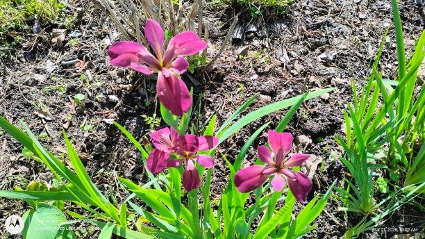 Louisiana Iris seedling Pink
