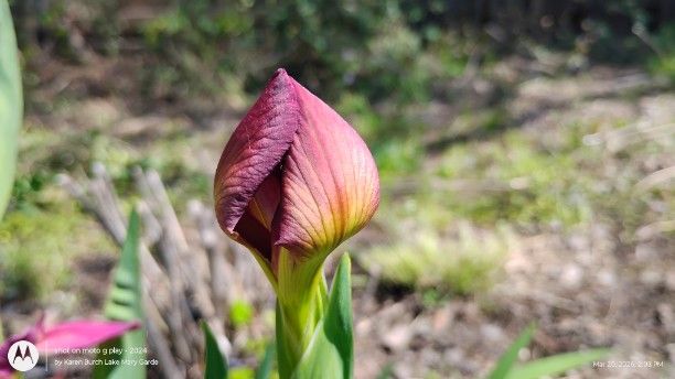Louisiana Iris bud