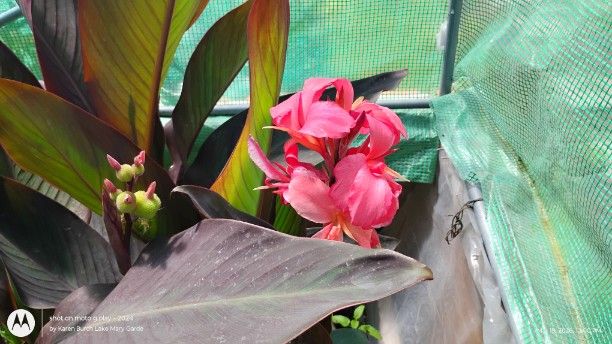 Peach Canna dark foliage seedling