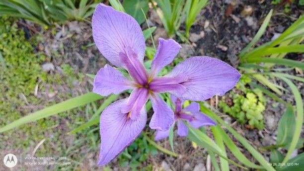 Lavender Louisiana Iris